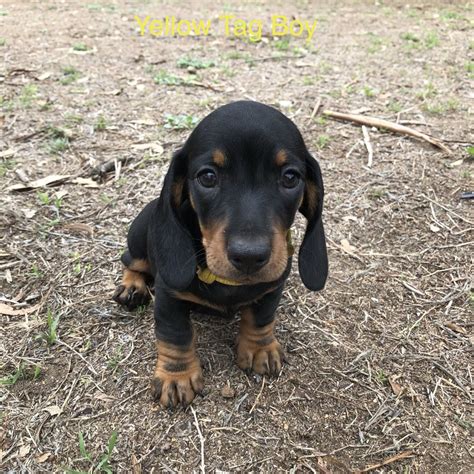 Bella is a sweet 4 month old puppy who is looking for her forever home. Mini Dachshund Puppies