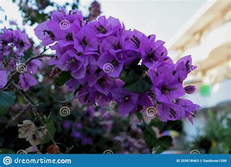 Beautiful Purple Flowers Growing Stock Image Image Of Lilac Leaves
