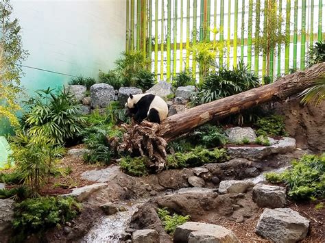 Calgary Zoo Panda Passage Caddetails