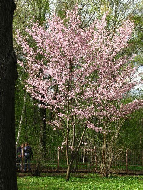 Small Flowering Trees Zone 4 Mbi Garden Plant