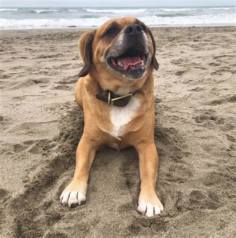 35 Beagles Mixed With Pug The Paws