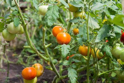 Fresh Tomatoes Growing Stock Photo Image Of Edible Outdoors 57068068