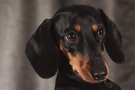 Dachshund Health Common Problems You Might Not Know Dogforms