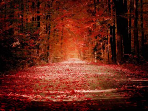 Nature Trees Autumn Red Roads Wallpaper 2560x1920 10635 Wallpaperup