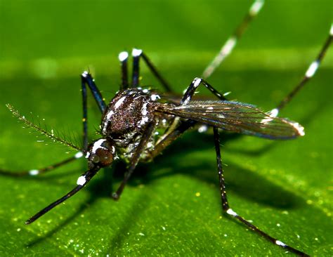 Asian Tiger Mosquito Aedes Albopictus Croped About 60 Pe Flickr