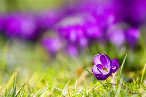 Curious Crocus Flowers Spring Crocus Purple Hd Wallpaper Peakpx