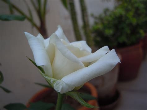Free Stock Photo Of White Rose