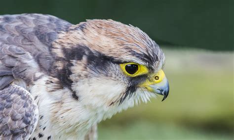 Fotos Gratis Naturaleza Pájaro Ala Fauna Silvestre Pico águila