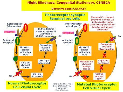 Night Blindness Congenital Stationary Csnb2a Hereditary Ocular Diseases