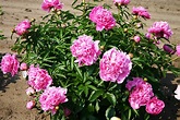 Alexander Fleming Peony For Sale Online | The Tree Center