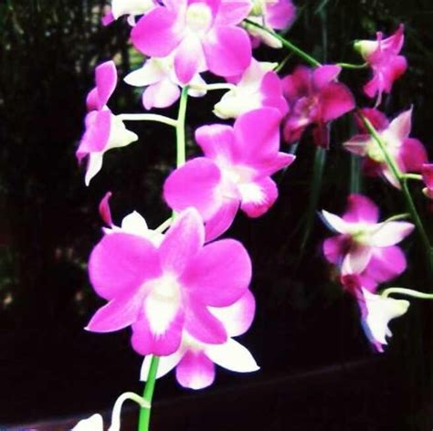 Terpopuler 30 Gambar Bunga Imajinasi Galeri Bunga Hd