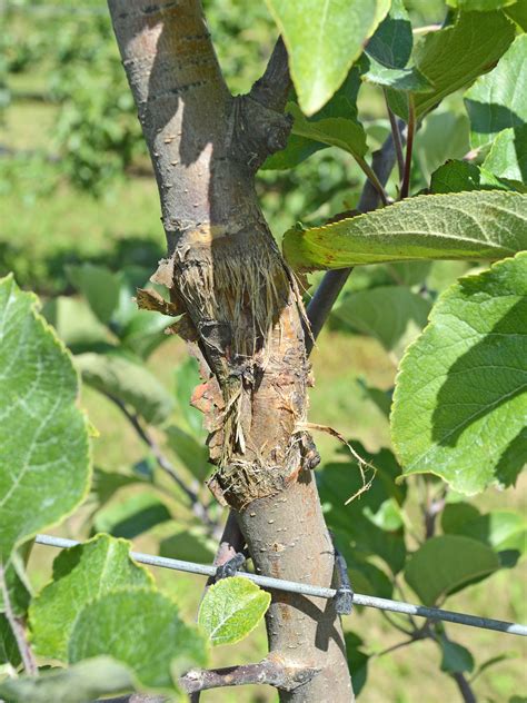 Apple Anthracnose Wsu Tree Fruit Washington State University