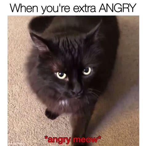 Angry Cat Meme Meme Angry Cat Meme In Cat Memes Cat Icon Cat Aesthetic Kulturaupice
