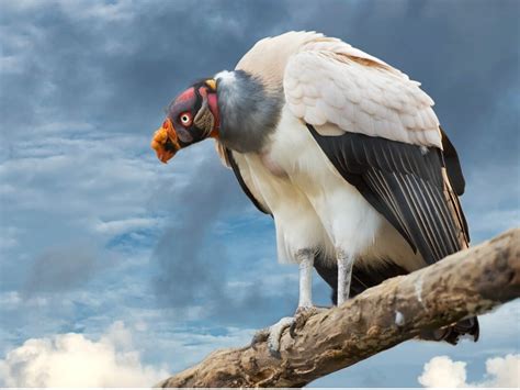 King Vulture Habitat And Characteristics