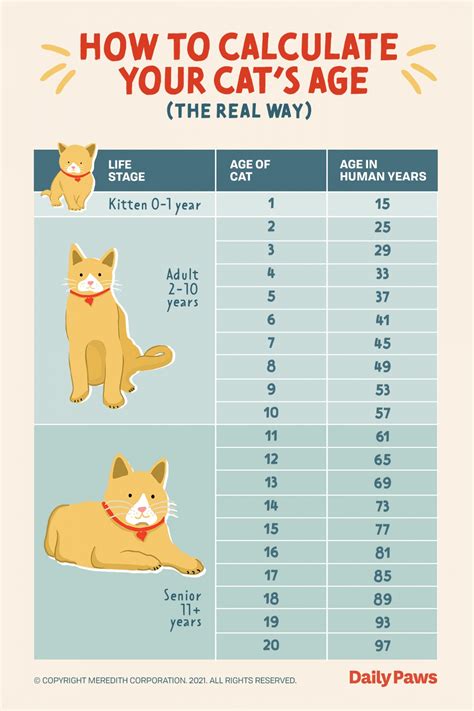 Age Of A Cat By Human Standards Table Healthy Food Near Me