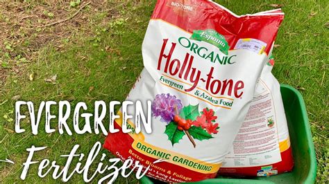 I Saved My Evergreens With Espoma Holly Tone Fertilizer Plant Food