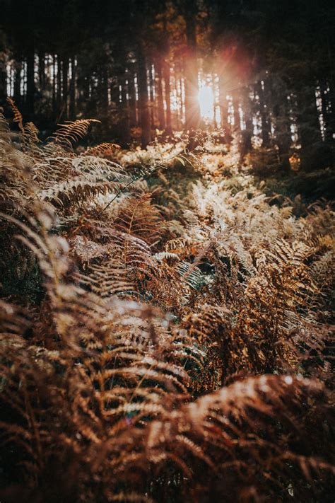 100+ Forest Pictures & Images | Download Free Photos on Unsplash ...