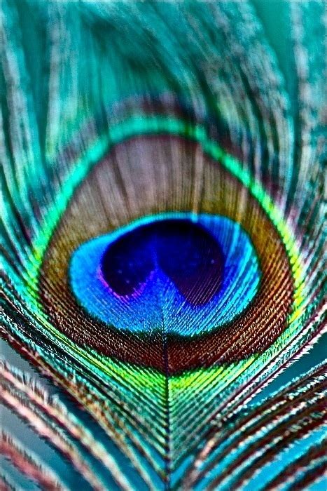 Maybe you would like to learn more about one of these? peacock feather on Tumblr