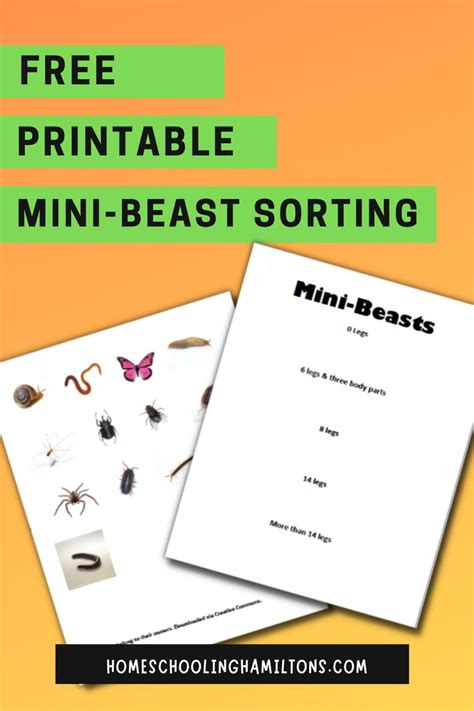Sort Insects And Mini Beasts Into Categories Based On Physical Features