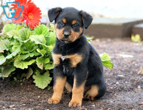 Baby Bop | Rottweiler Mix Puppy For Sale | Keystone Puppies
