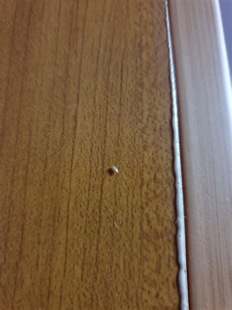 Tiny Bugs In My Room Rwhatsthisbug
