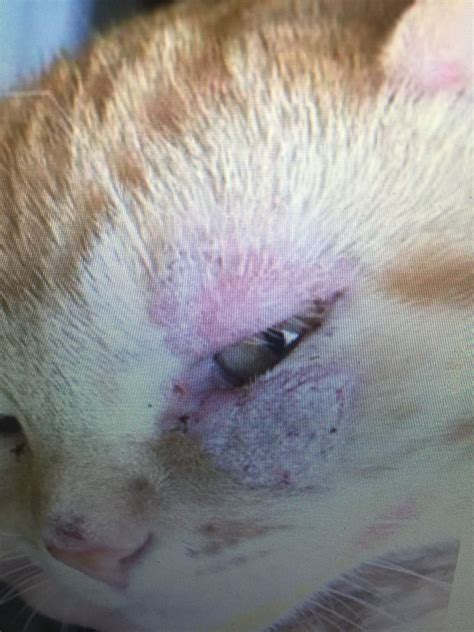 Cat With Dermatitis Below Eye Cat Skin Problems Cat Skin Skin Problems