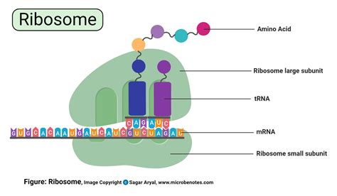 Marleydesignlab Eukaryotic Ribosome Structure And Function