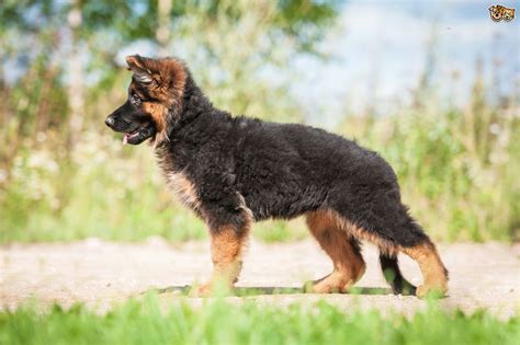 German Shepherd Dog Breed Information Buying Advice