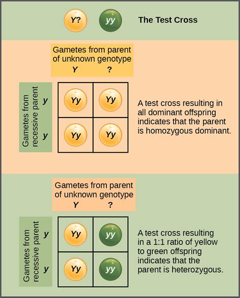 Biology E Genetics Mendel S Experiments And Heredity Characteristics And Traits OpenEd CUNY