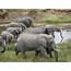 Tanzania Wildlife Safari Destinations Climbing Kilimanjarojoin Groups 
