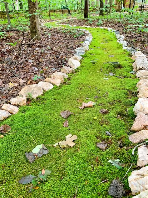 How To Grow Moss In Your Yard