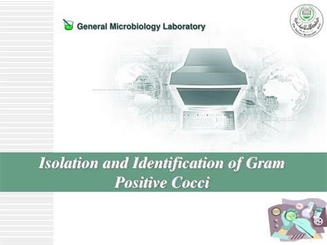 Ppt Isolation And Identification Of Gram Positive Cocci Powerpoint