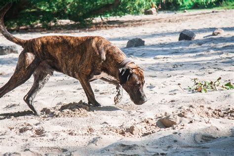 Gassireport Hundeblog Im Riechen Sind Hunde Den Menschen Mehr Als