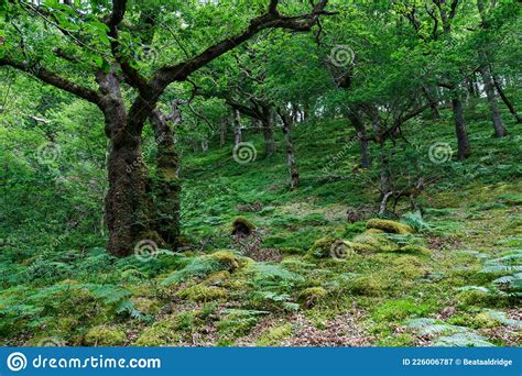 Elan Valley Wales Stock Image Image Of Elan Scenic 226006787