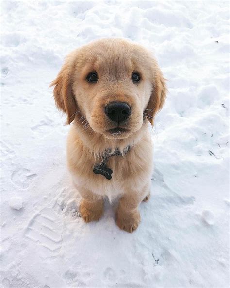 Puppy Eyes Aww