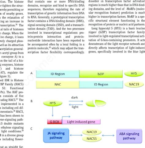 Model Of The Function Of Nac And Bzip Transcription Factors A