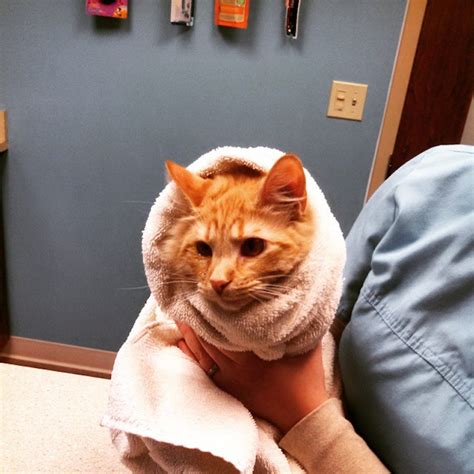 Purritos 22 Times When Cats Became Burritos Who Just Want To Snuggle
