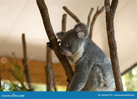 Close Up Of Koala Bear Or Phascolarctos Cinereus Sitting High Up Stock