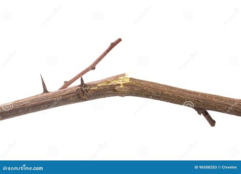 Broken Branch On White Stock Image Image Of Picked Isolated 96508203