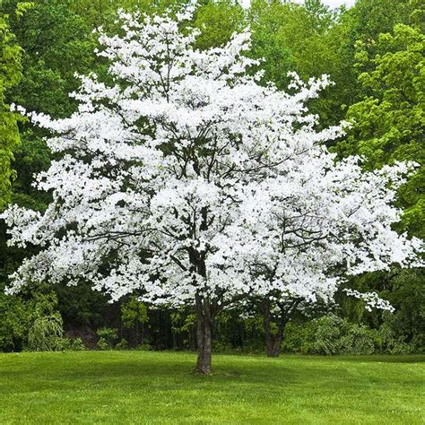 White Dogwood For Sale Online The Tree Center