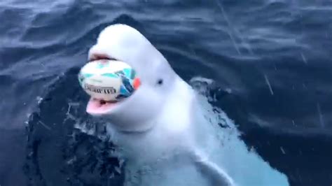 Beluga Whale Plays Rugby With Sailors To Celebrate South Africas World