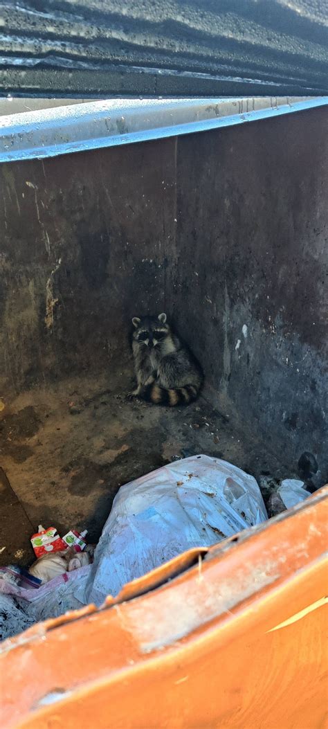 my sister sent me this pic of a trash panda hanging out in her neighbor s gutter r trashpandas