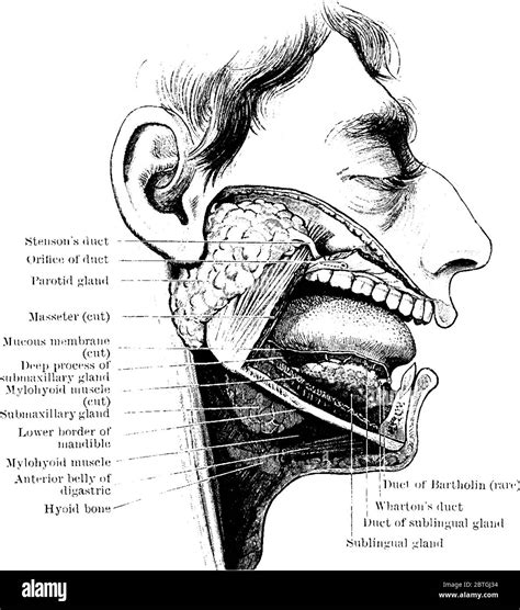 The Salivary Glands And Their Ducts With Its Parts Labeled Vintage