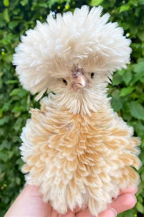 Frizzle Chickens Bantam Chickens Chickens And Roosters Silkie Chickens Colors Pet Chickens