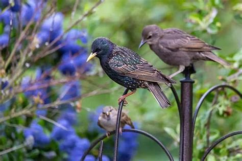 How To Get Rid Of Starlings At Feeders 7 Helpful Tips Bird Feeder Hub