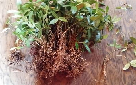 Classy Groundcovers Vinca Minor Bare Roots