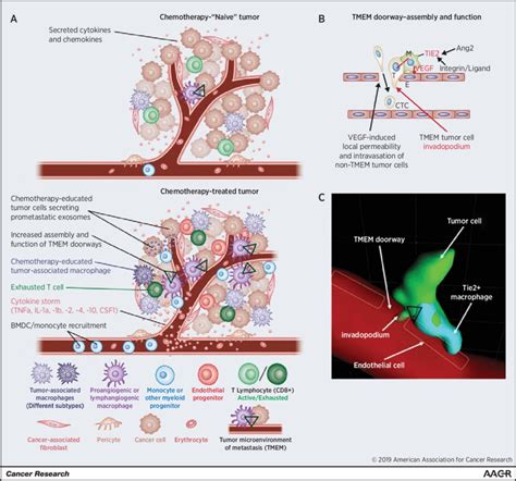 Hallmarks Of Chemotherapy Induced Metastasis A An Illustrative Model