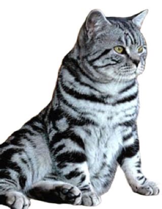 It's free to post an ad. British Shorthair Cat Price In India