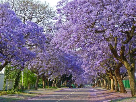 The 18 Most Beautiful Trees In The World