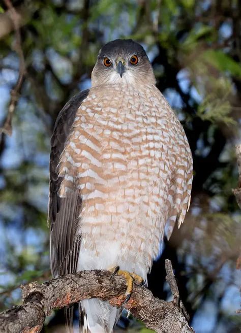 Hawks Of Delaware 9 Species With Pictures Wild Bird World